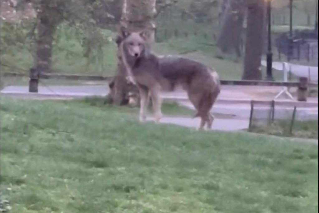 Brett Cohn se encontró con un coyote el sábado por la mañana mientras hacía jogging en Central Park. 