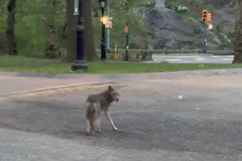 Luego de un breve encuentro, el corredor y el coyote se separaron. 