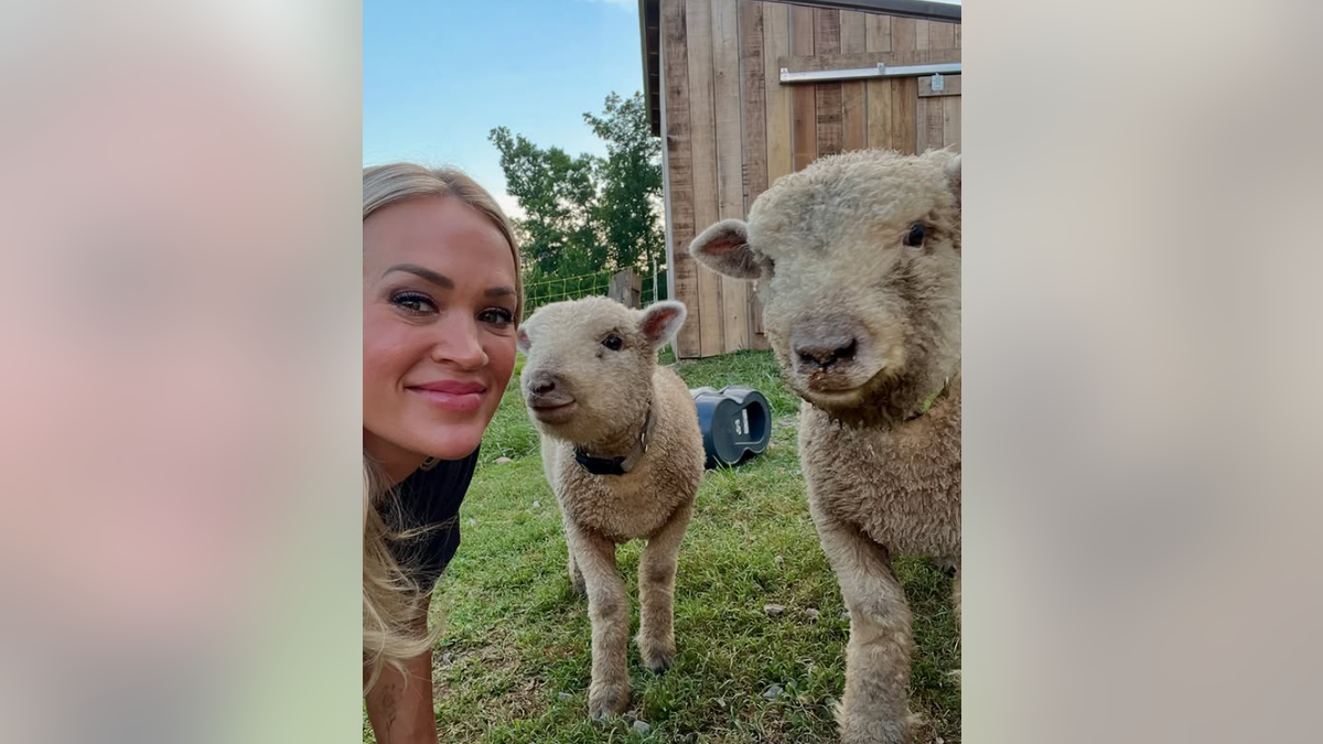 Carrie debajo de ella y sus ovejas en su granja