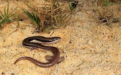 Un lagarto sin brazos en la espalda es el único que se encuentra en Australia (Crédito de la foto: Wikipedia) En Australia encontraron un lagarto sin brazos y solo con una extremidad trasera