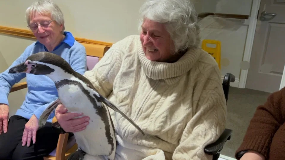 Un anciano en silla de ruedas sosteniendo un pingüino en su regazo y luciendo feliz. Lleva un abrigo color crema muy grande. También hay una mujer a su derecha que parece confundida. 